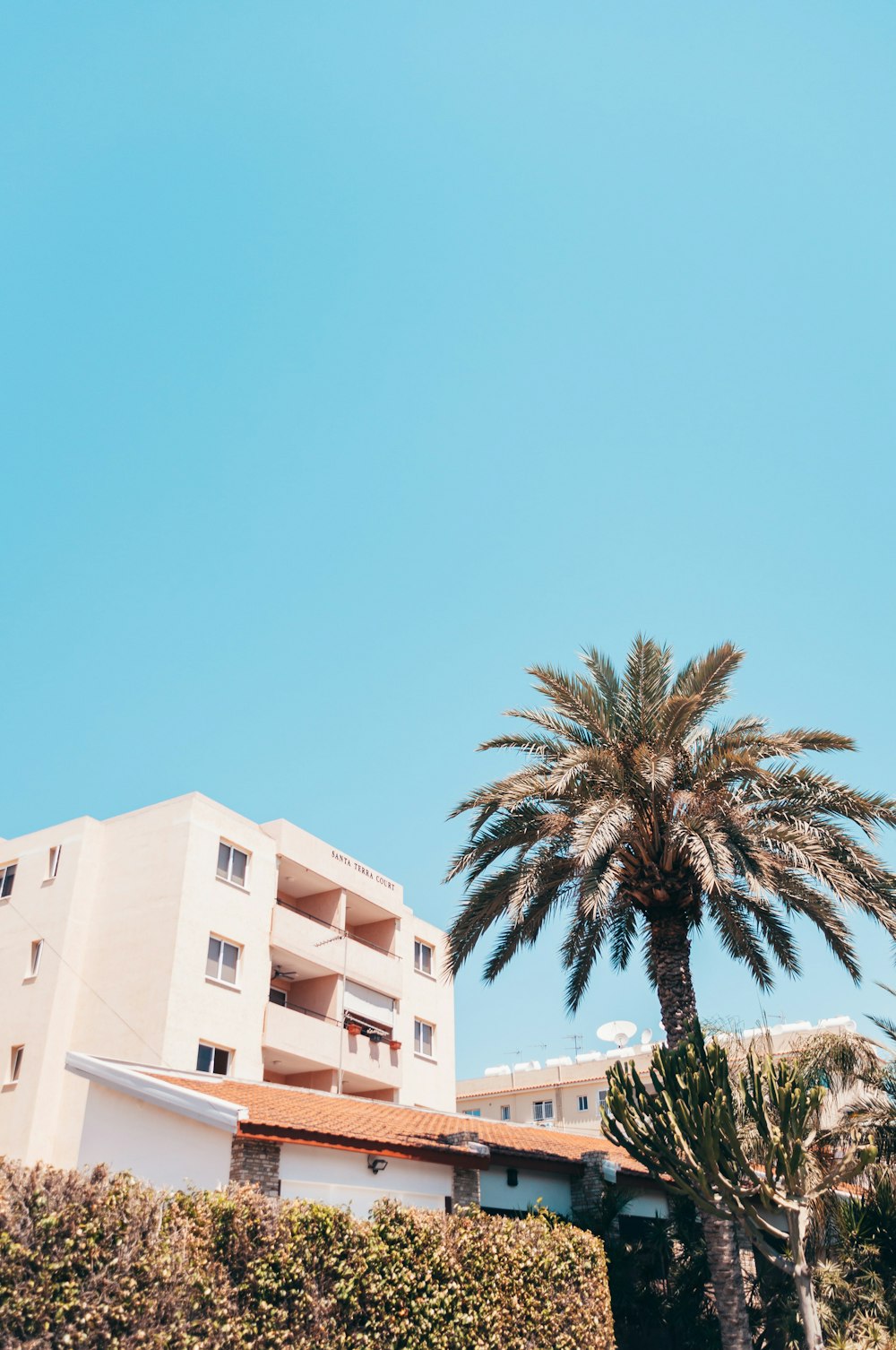 green palm tree near white concrete building during daytime