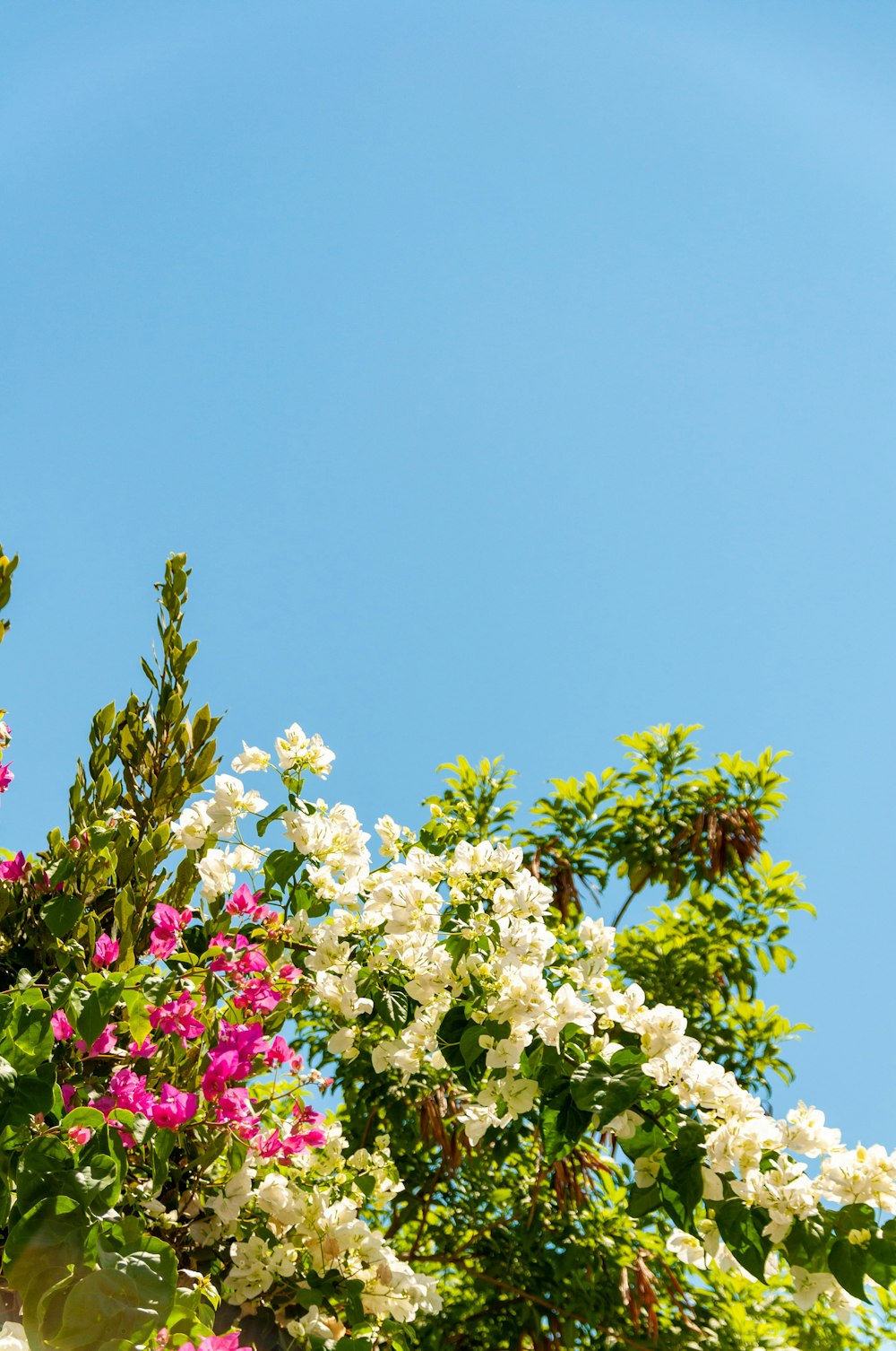 white and pink flowers under blue sky during daytime