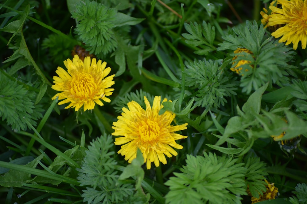 yellow flower with green leaves