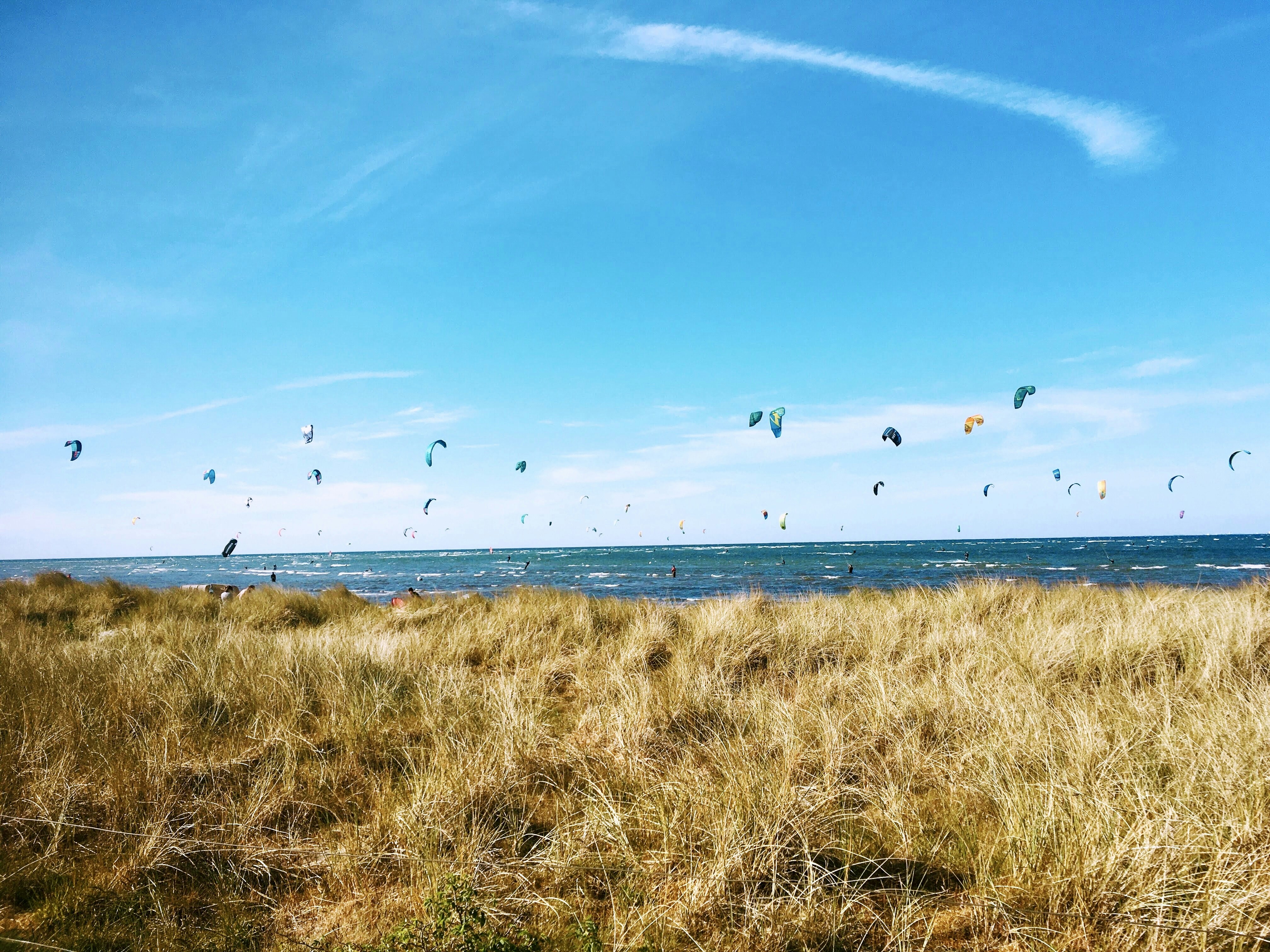 Vogelschwarm, der tagsüber über das Meer fliegt