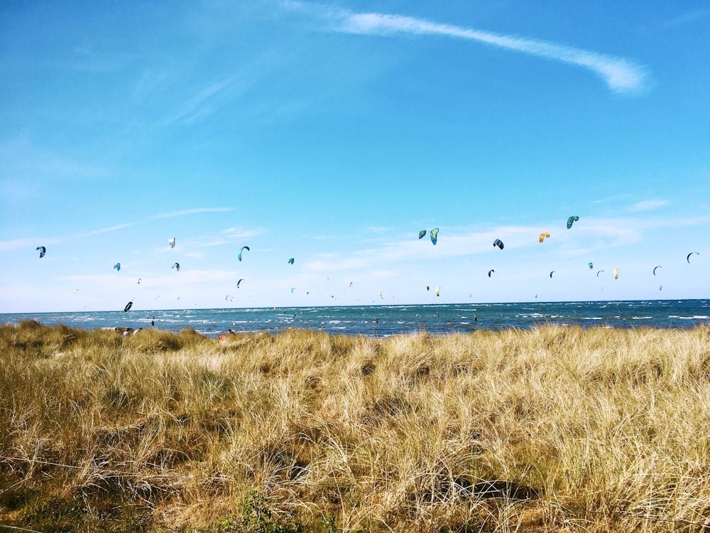 flock of birds flying over the sea during daytime