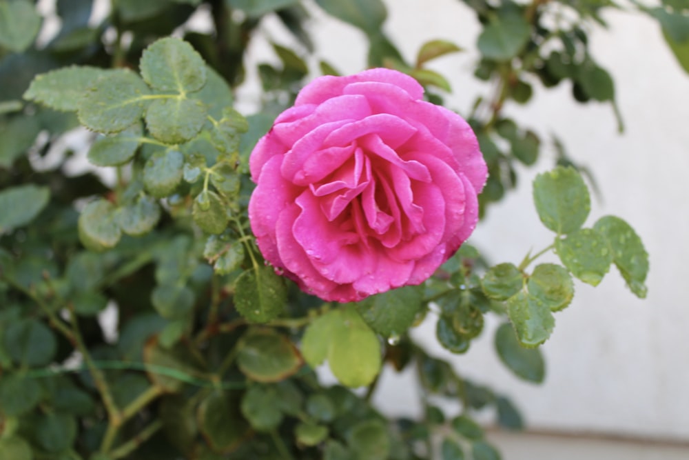 pink rose in bloom during daytime