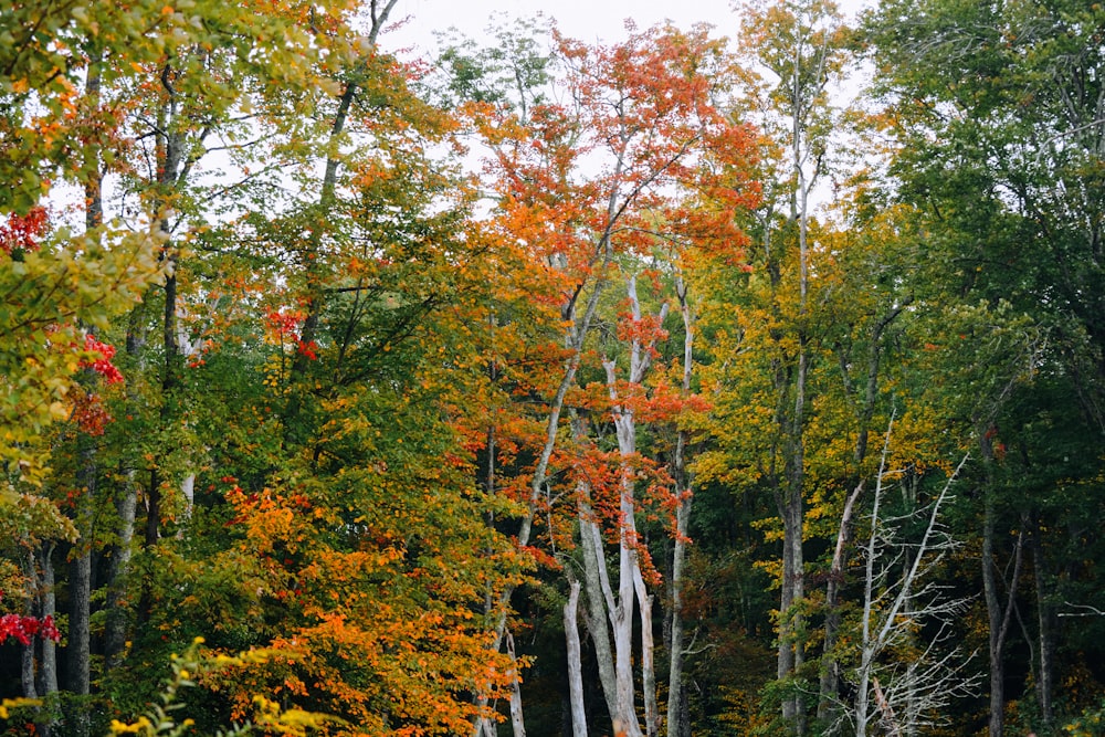 green and brown trees under white sky during daytime