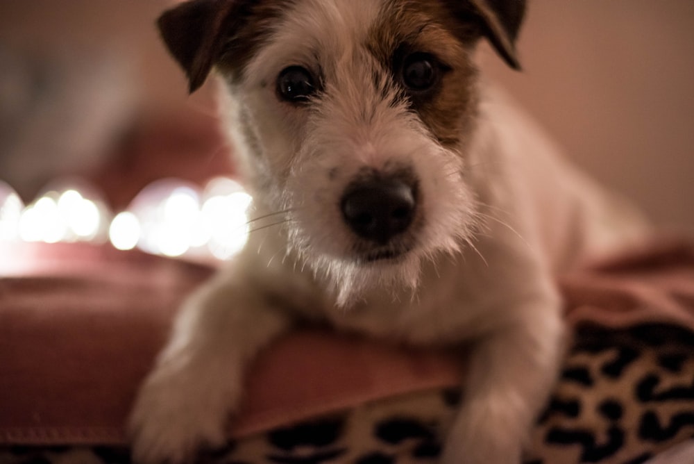 white and brown short coated puppy