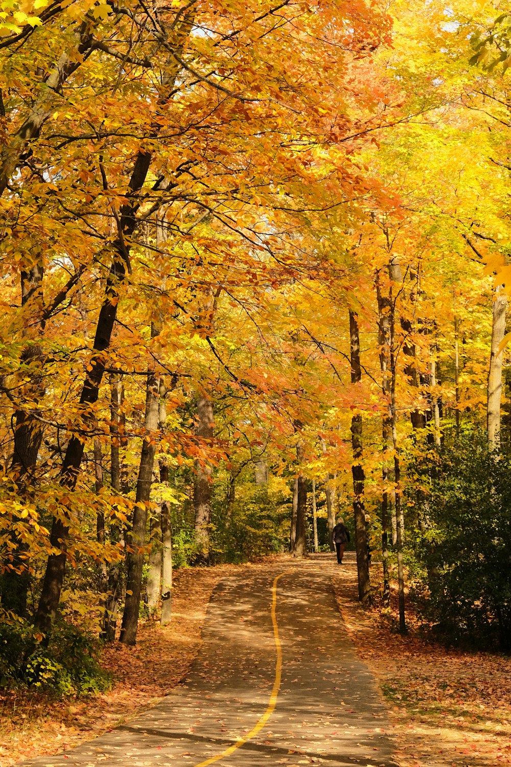 brown pathway between yellow leaf trees