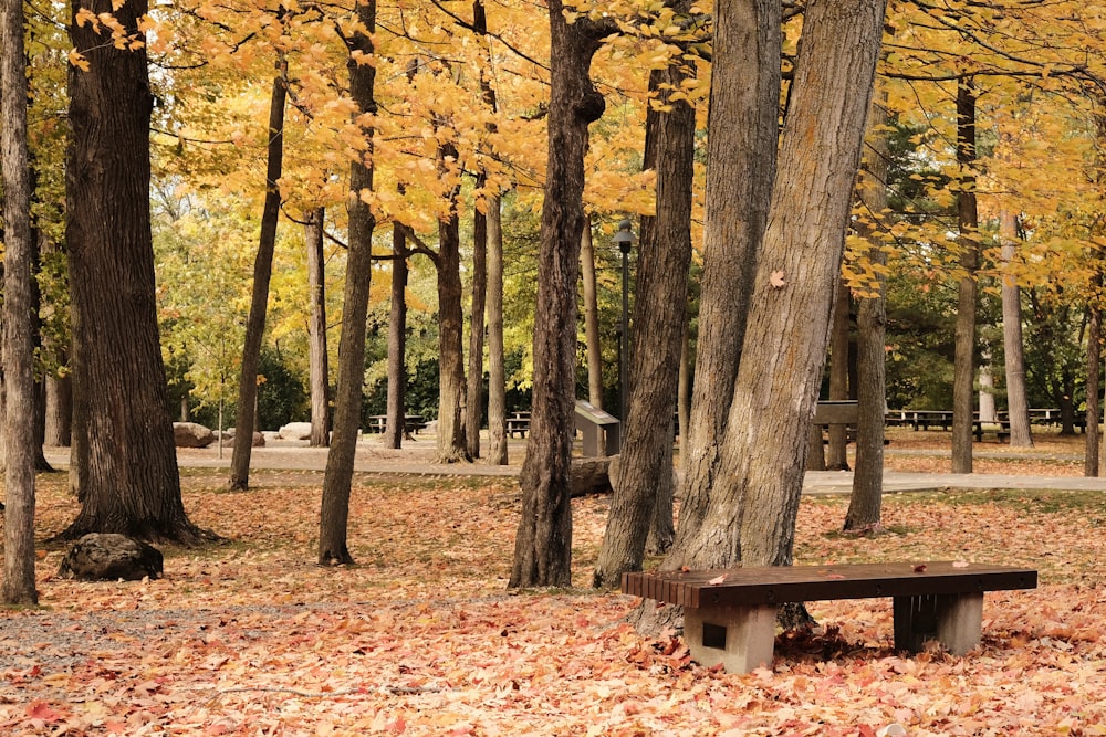 brown wooden bench under brown tree