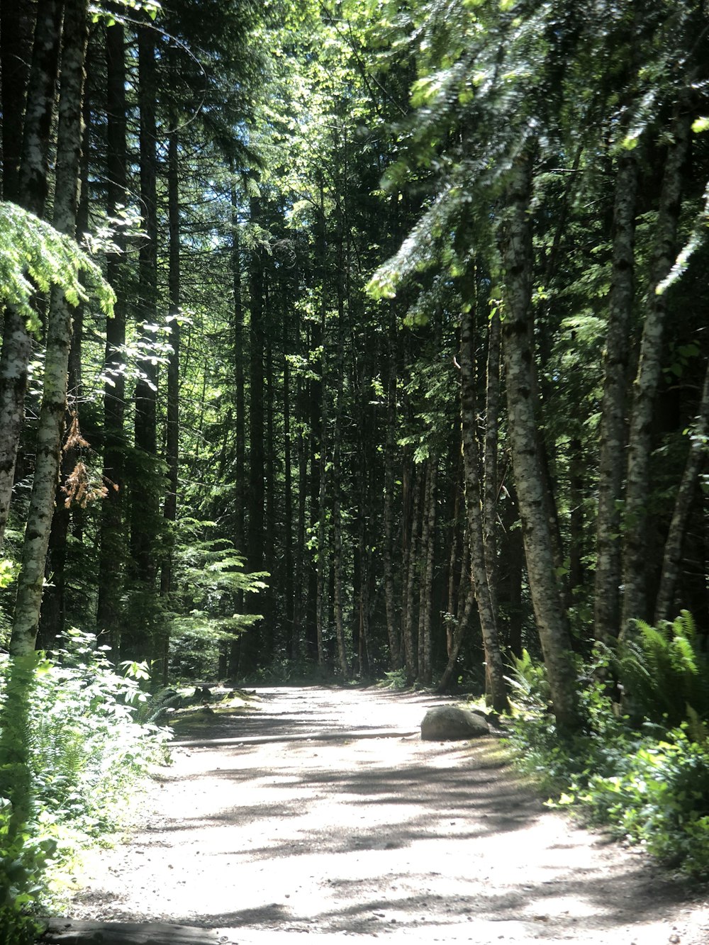 green trees on forest during daytime