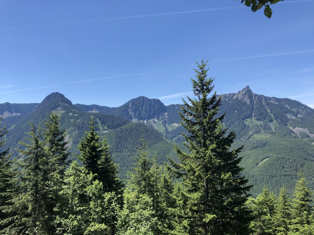 green pine trees near mountain under blue sky during daytime