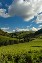 A lush New Zealand pasture with sheep scattered across rolling green hills.