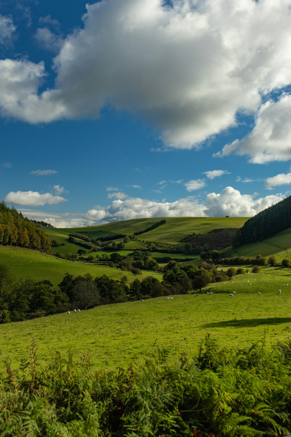 green grass field under blue sky during daytime