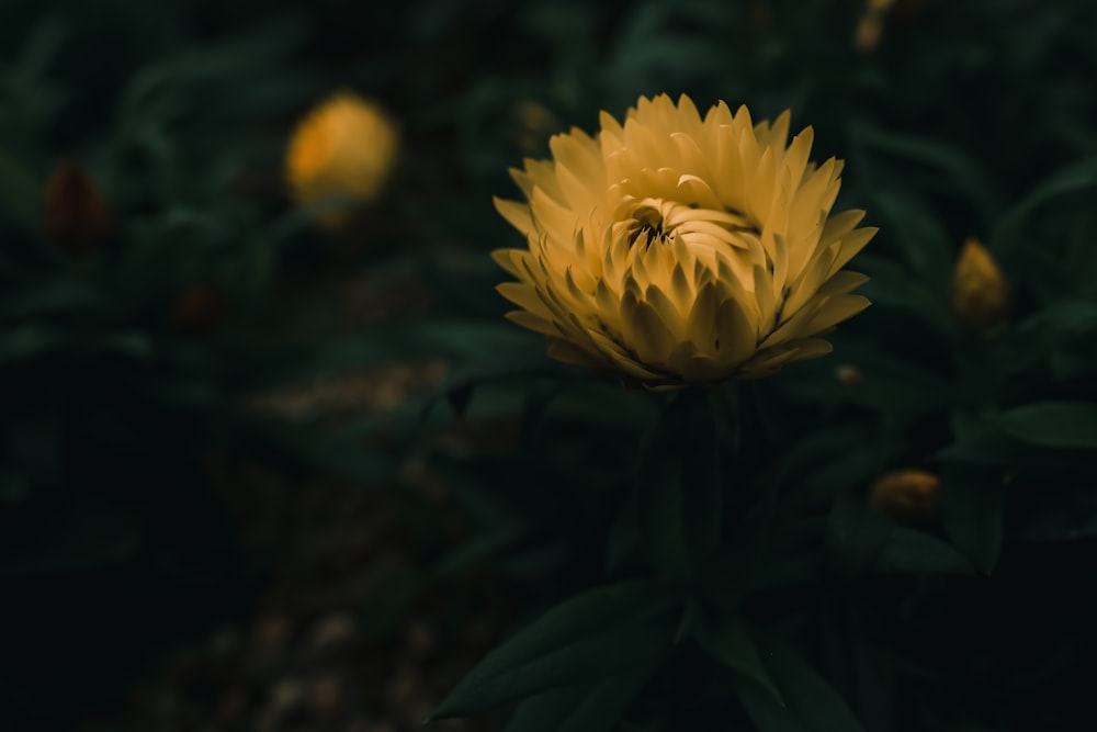 틸트 시프트 렌즈의 노란 꽃