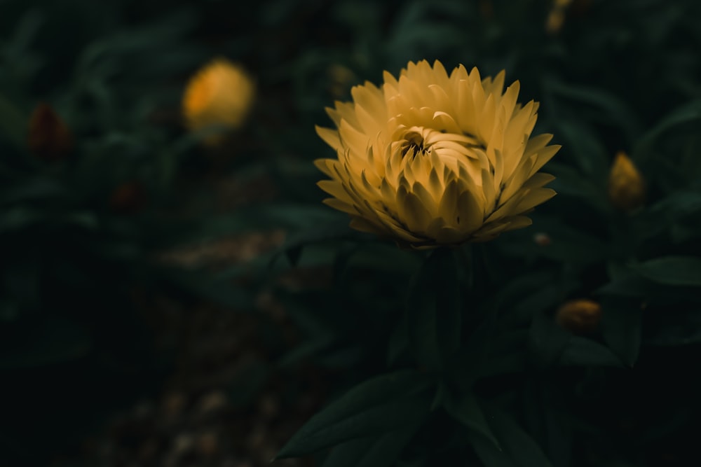 flor amarilla en lente de cambio de inclinación