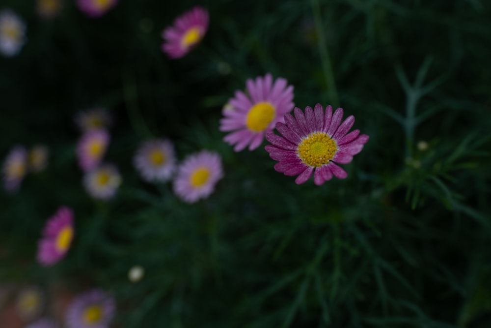 purple flowers in tilt shift lens