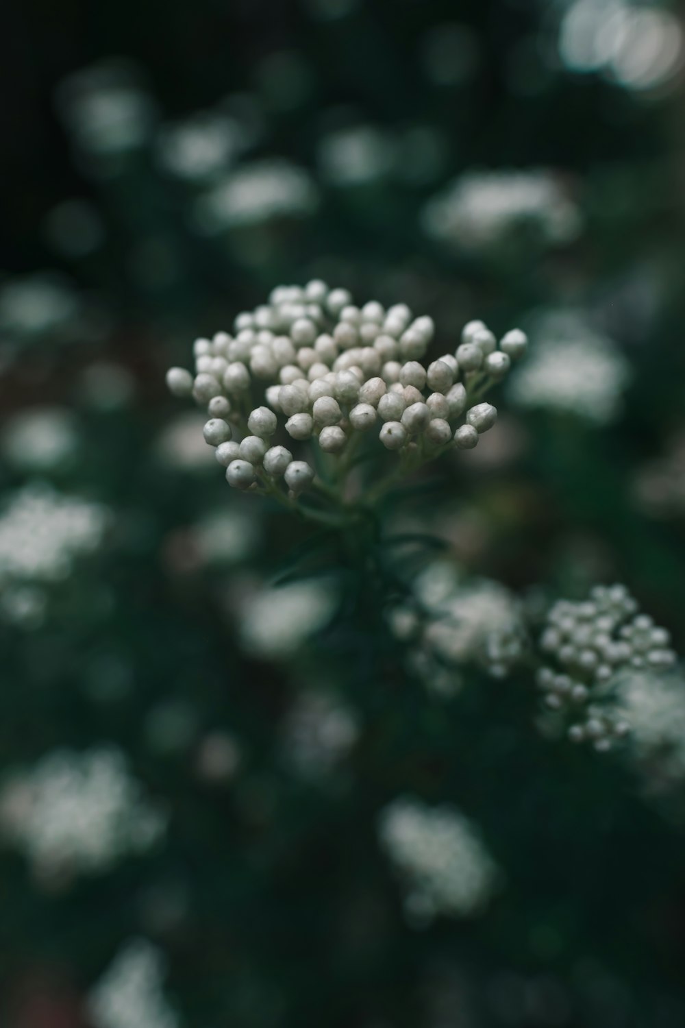 white flowers in tilt shift lens