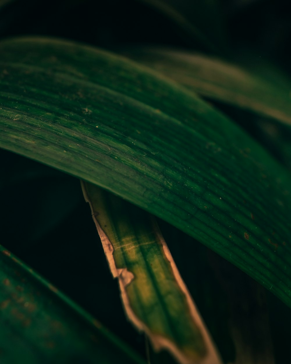 water droplets on green leaf