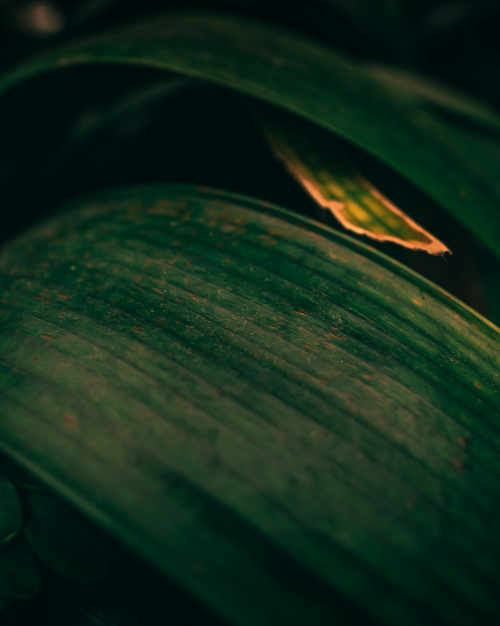 water droplets on green leaf