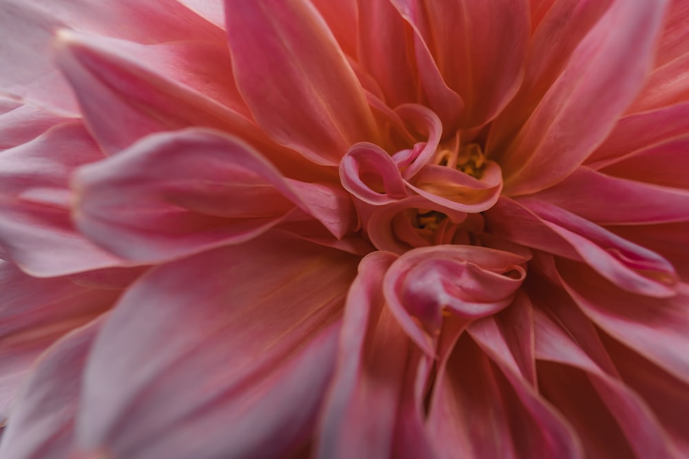 pink flower in macro shot