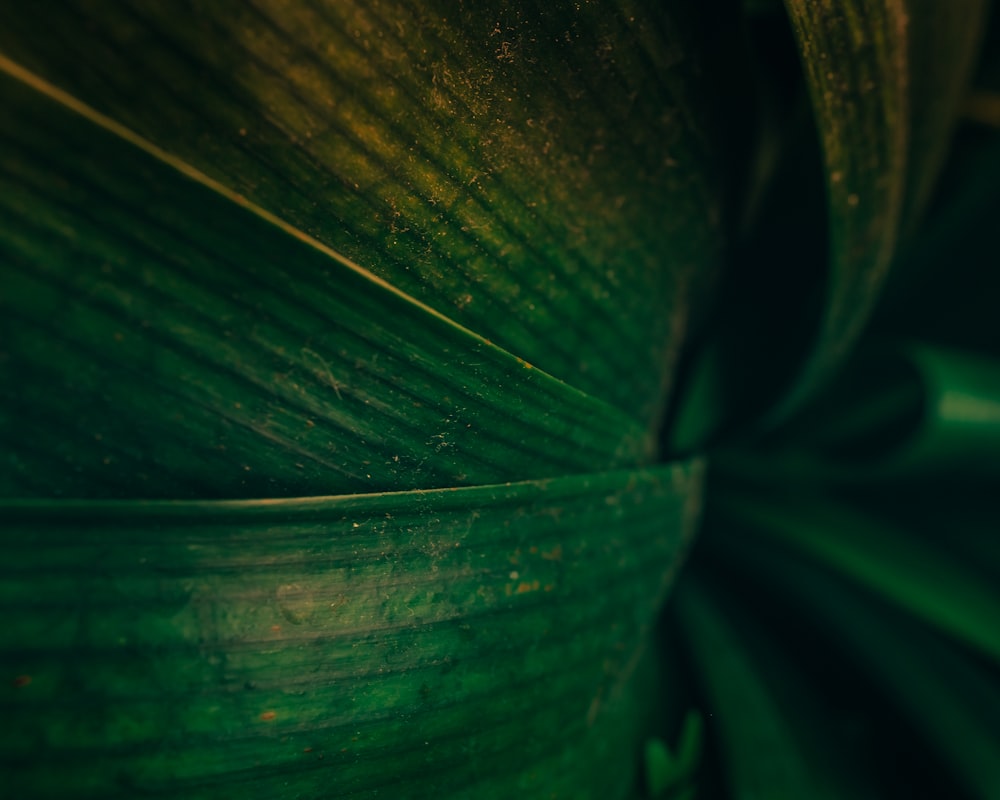 green leaf plant in close up photography