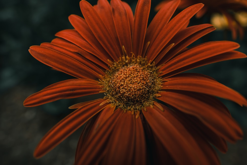 red daisy in bloom during daytime