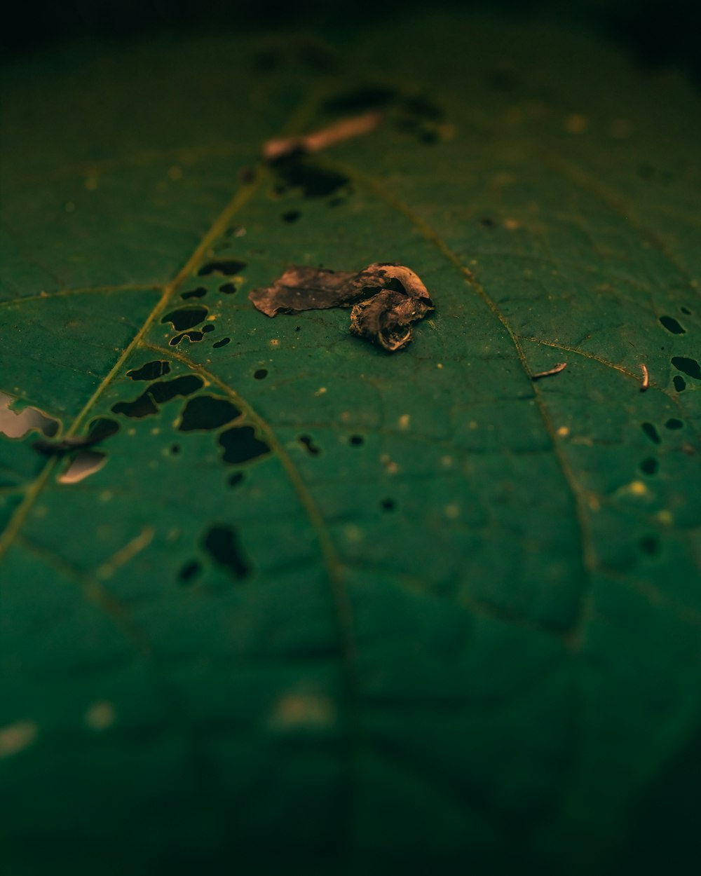 water droplets on green leaf