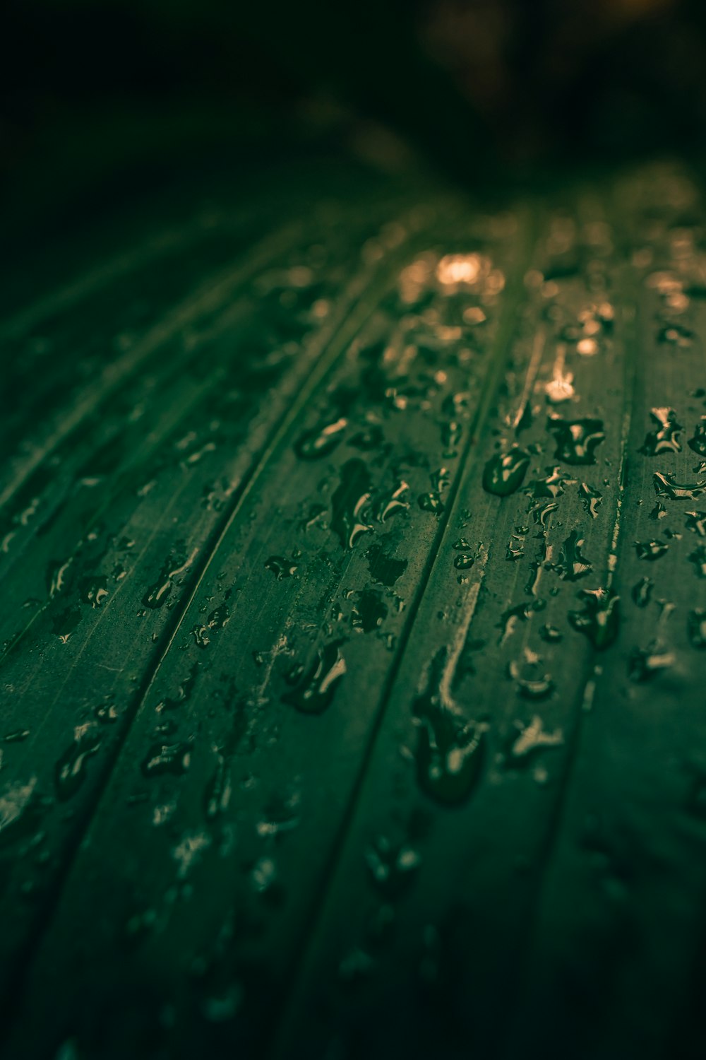 water droplets on green leaf