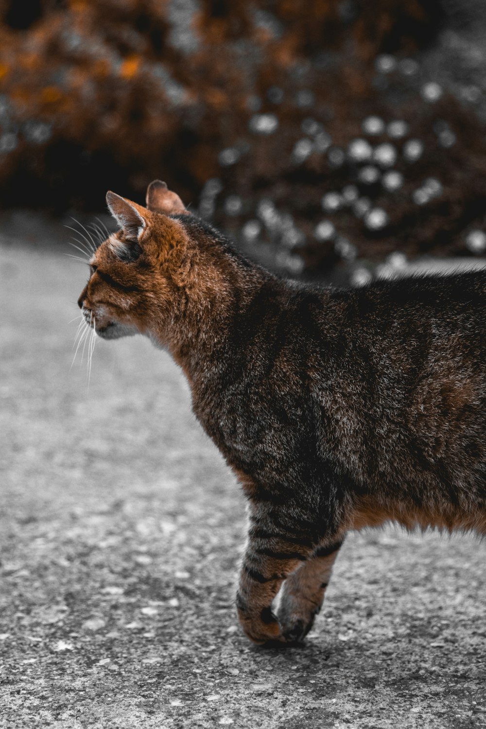 brown tabby cat on gray concrete floor