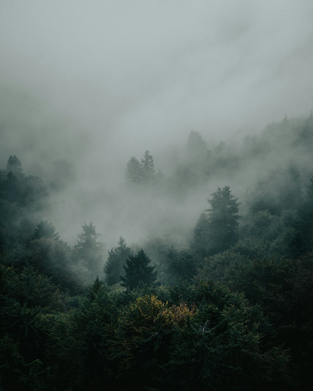 Grüne Bäume mit Nebel bedeckt