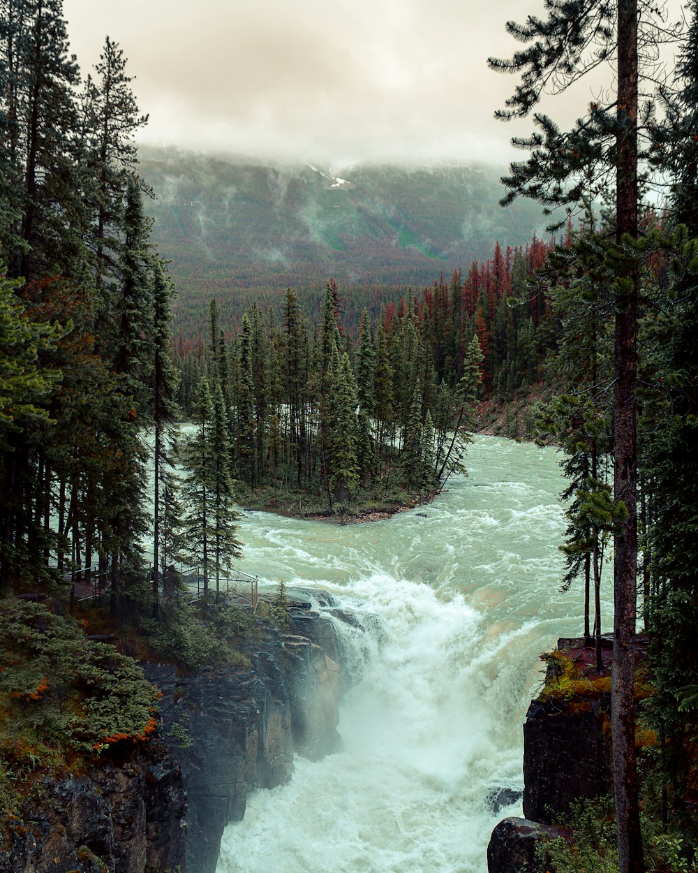 green pine trees near river during daytime