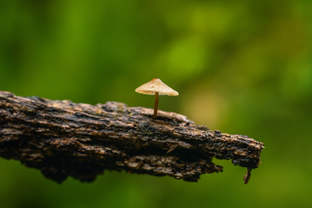 Champiñón marrón en tronco de árbol marrón