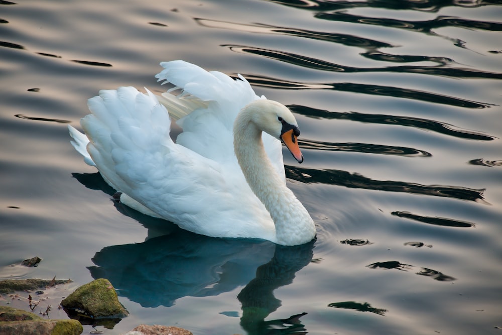 white swan on water during daytime