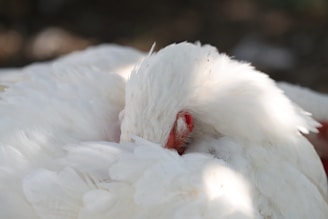 Close-up of the soft, high-loft white duck down filling inside the sleeping bag.