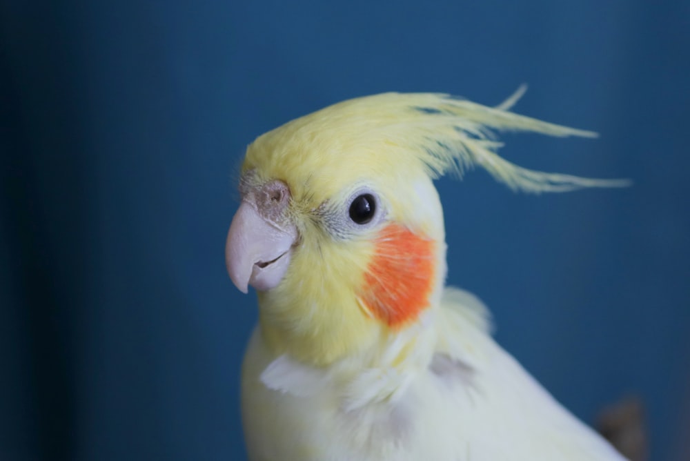 Uccello giallo e bianco con gli occhi rossi