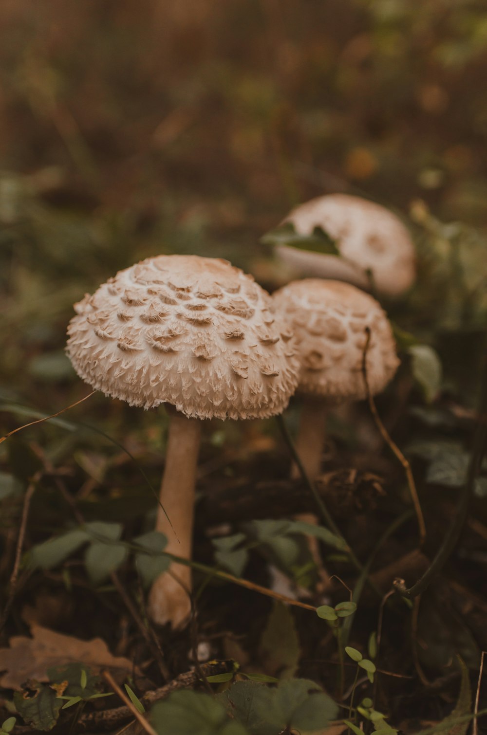 brown mushroom in tilt shift lens