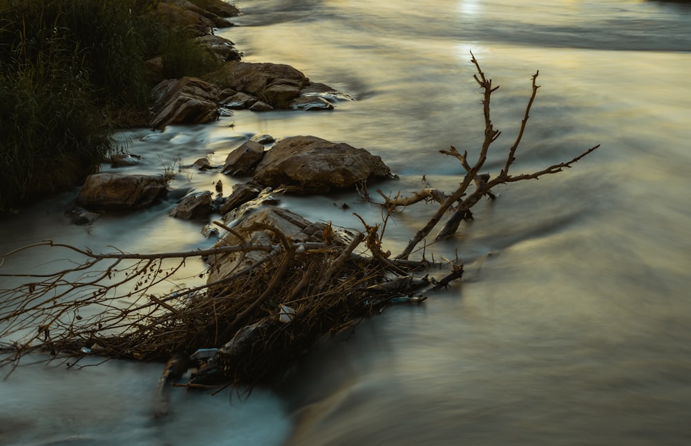 brown tree branch on body of water