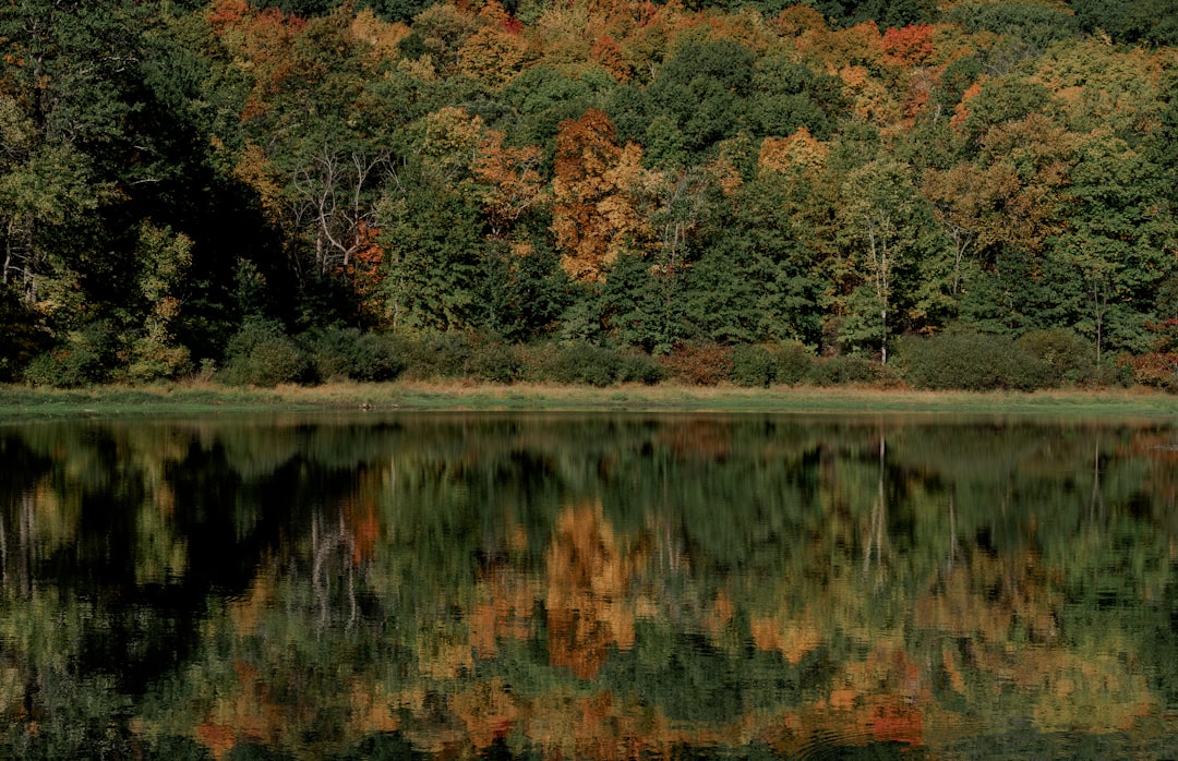 green and brown trees beside river during daytime