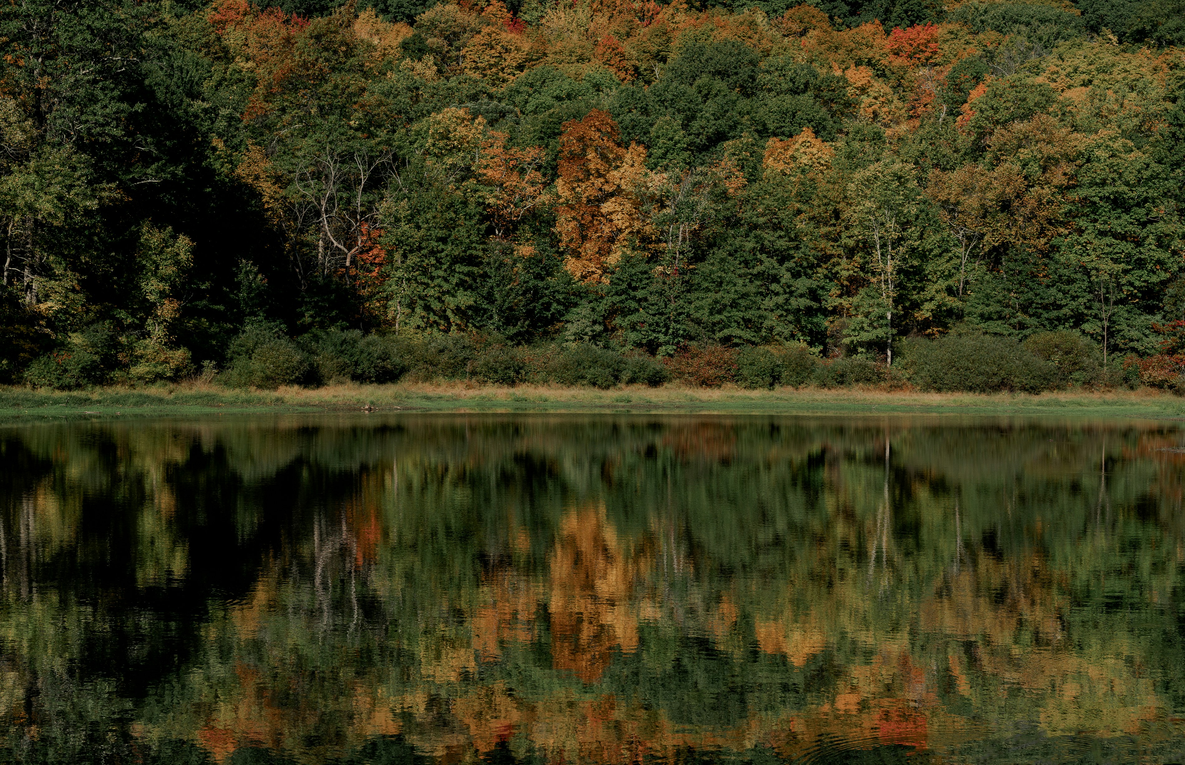 green and brown trees beside river during daytime