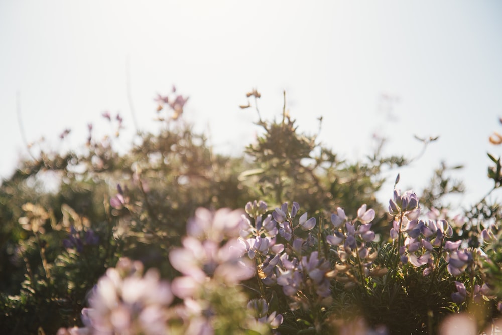 purple flowers in tilt shift lens