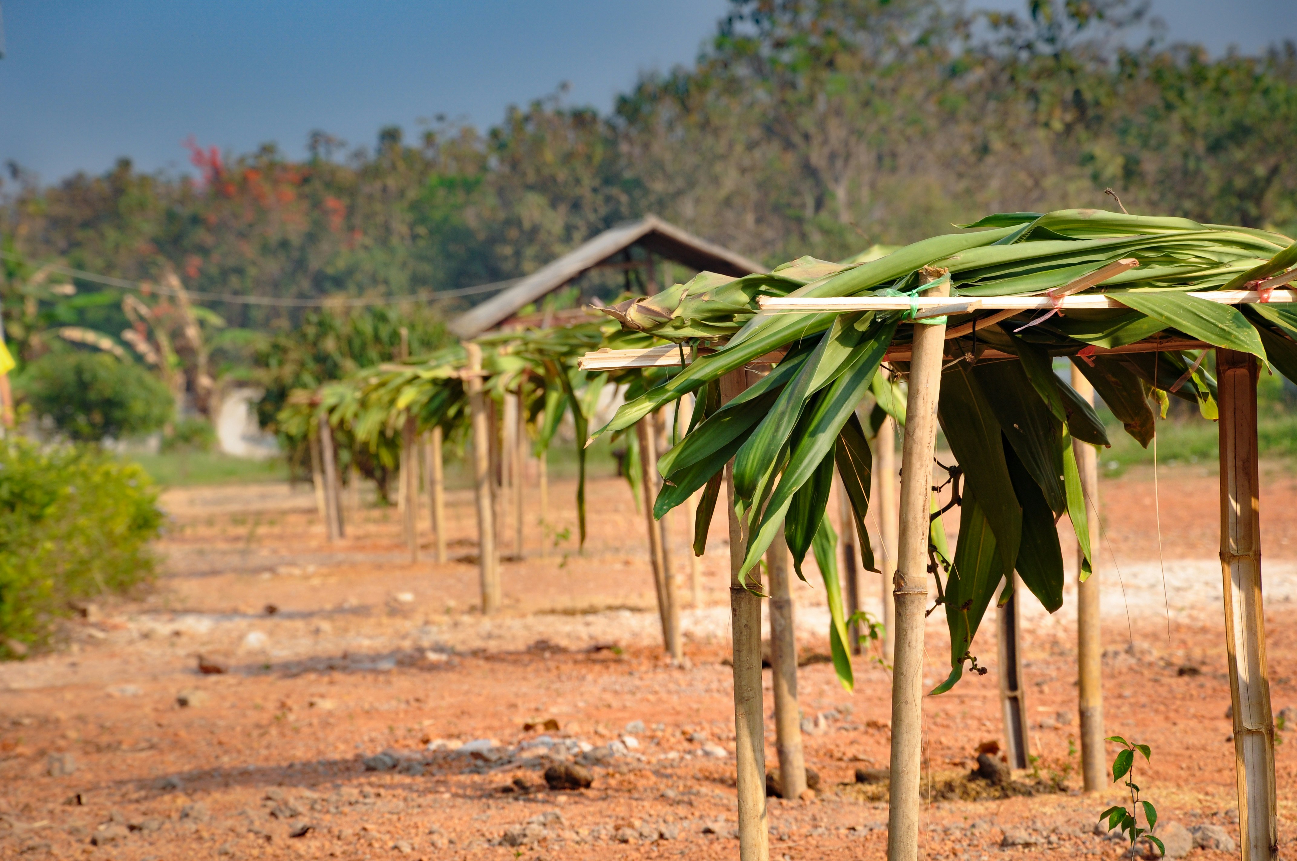 green banana tree on brown field during daytime