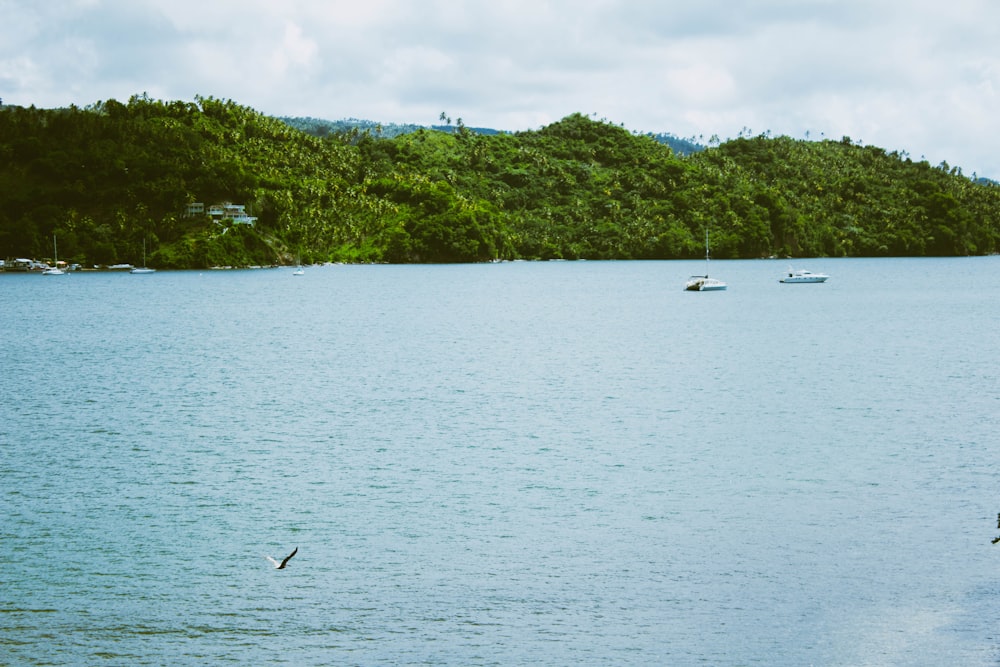 green trees beside body of water during daytime