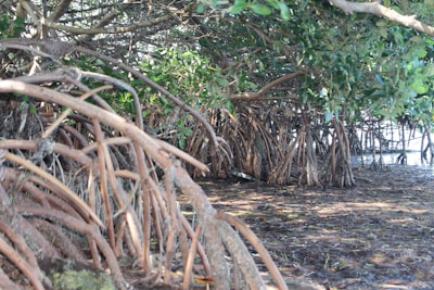 An intricate network of mangrove roots stretches out across the ground, winding in various directions. Above, lush green leaves create a dense canopy, casting shadows below. The scene is a natural setting with a tranquil and wild atmosphere, indicative of a coastal or riverine environment.
