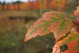 Close-up of vibrant autumn leaves with dew drops sparkling in soft morning light.