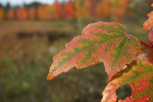 Close-up of vibrant autumn leaves with dew drops sparkling in soft morning light.