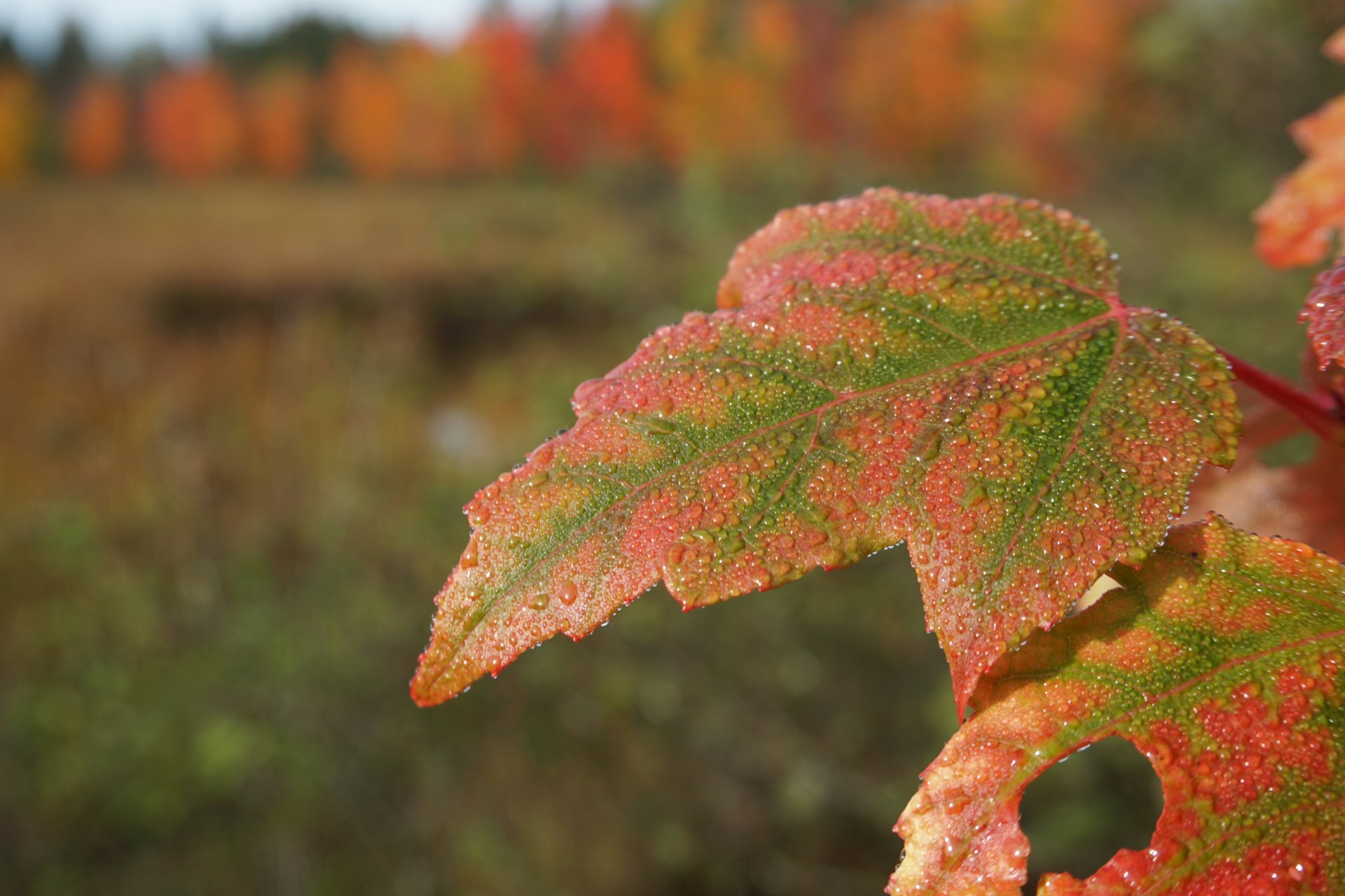 A close-up of vibrant autumn leaves with droplets of morning dew sparkling in the light.