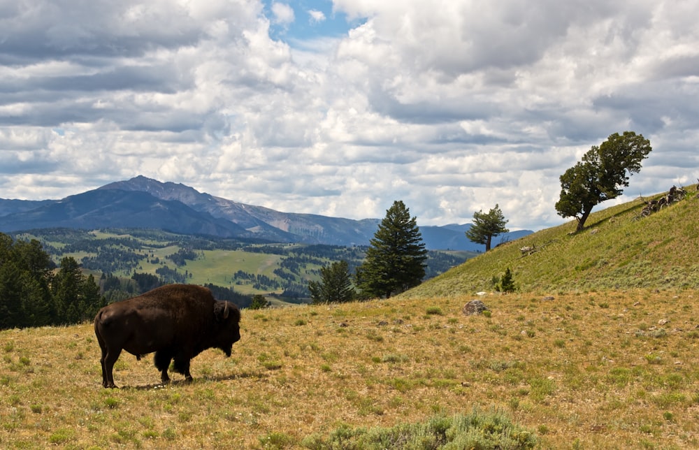 brown animal on green grass field under white clouds and blue sky during daytime