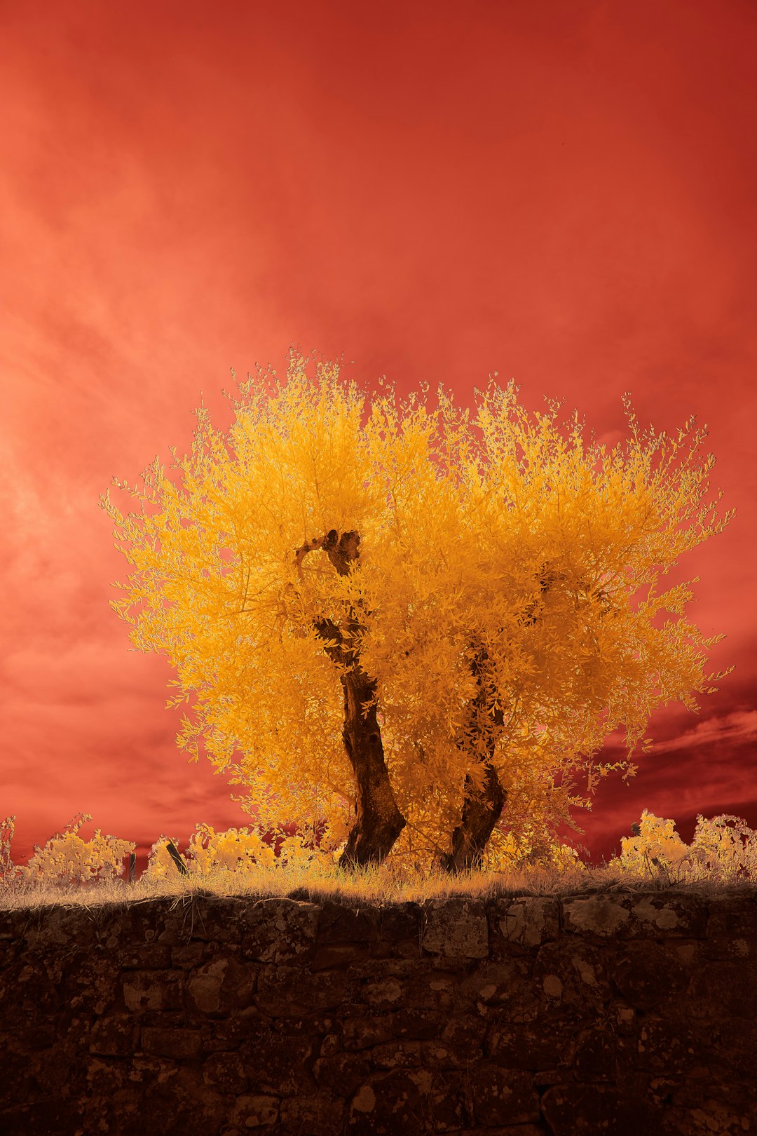 yellow tree on green grass field during sunset