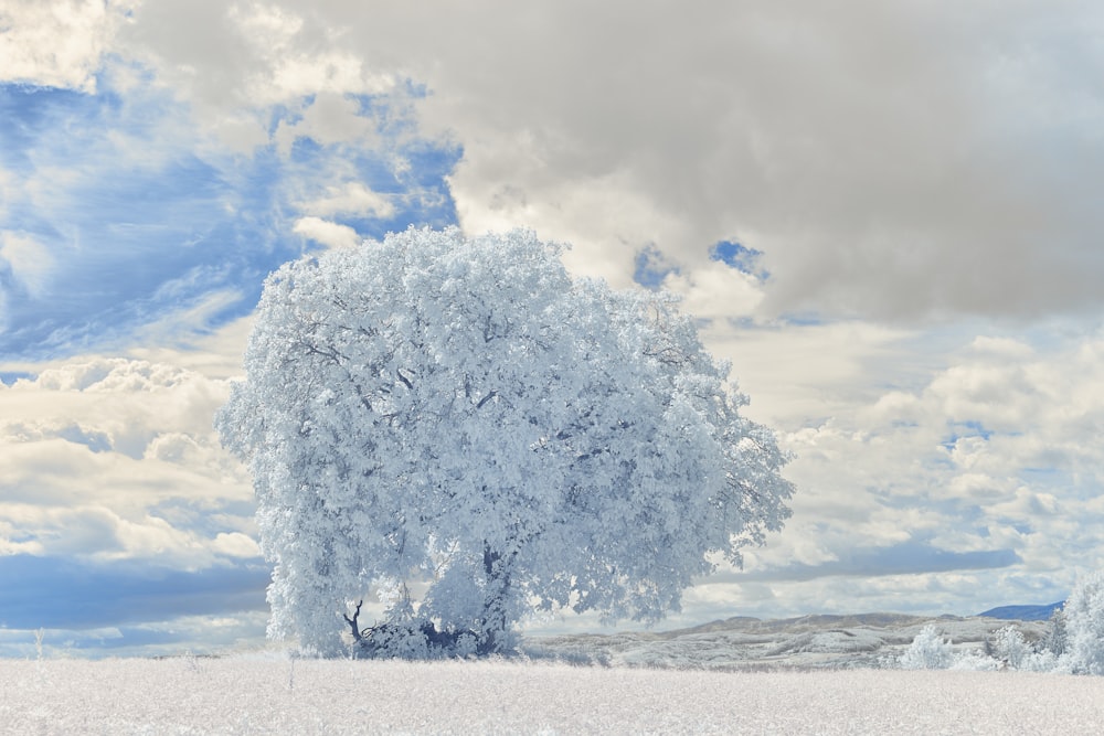 white tree on white sand under white clouds during daytime