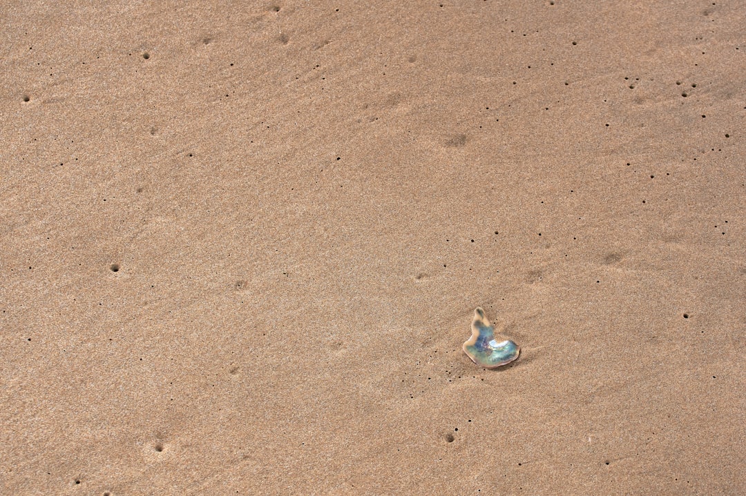 blue and white bird on brown sand