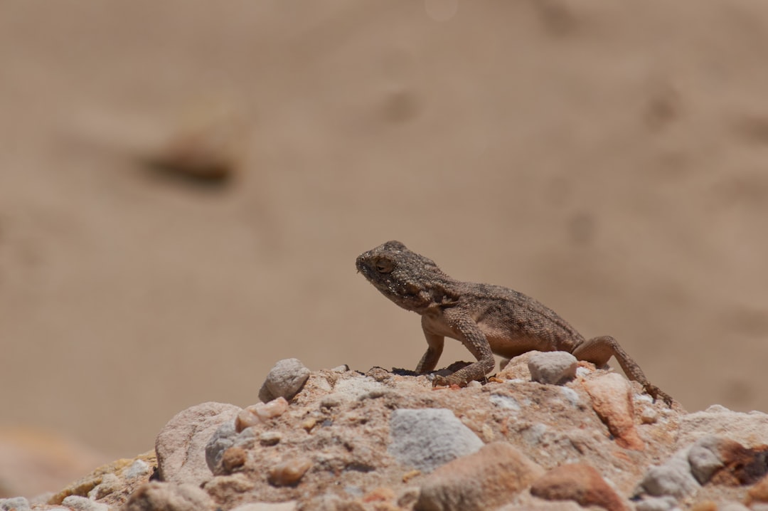brown lizard on brown rock during daytime