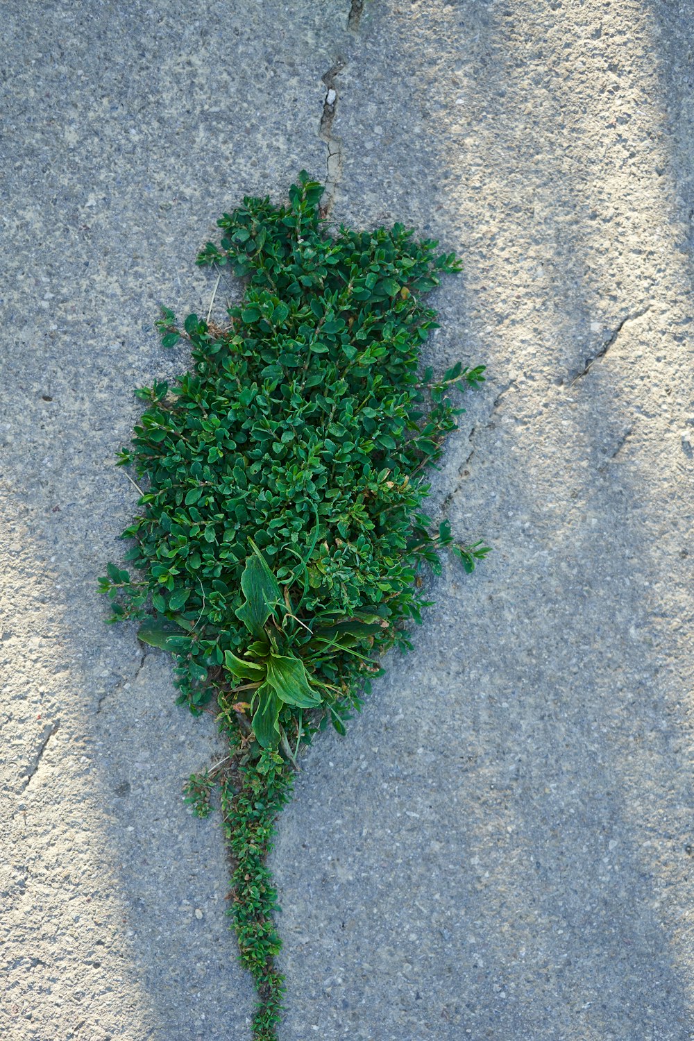 green plant on gray concrete floor