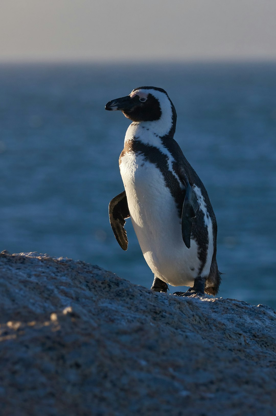 penguin standing on rock during daytime